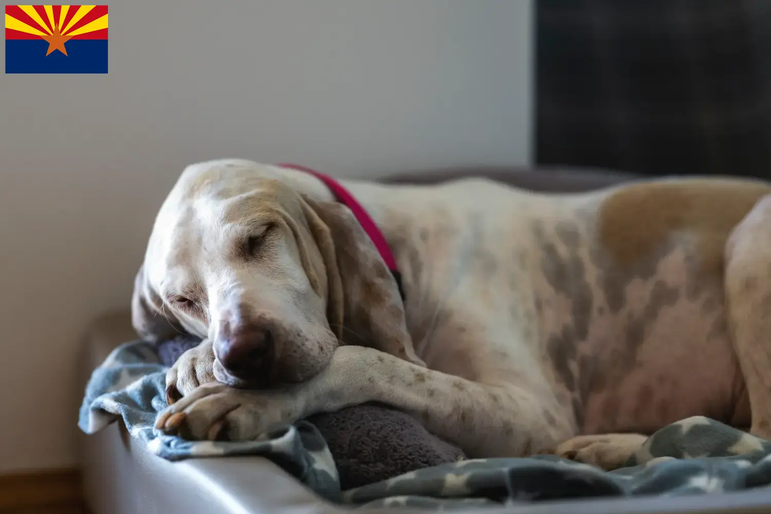 Read more about the article Porcelaine breeders and puppies in Arizona
