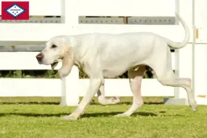Read more about the article Porcelaine breeders and puppies in Arkansas