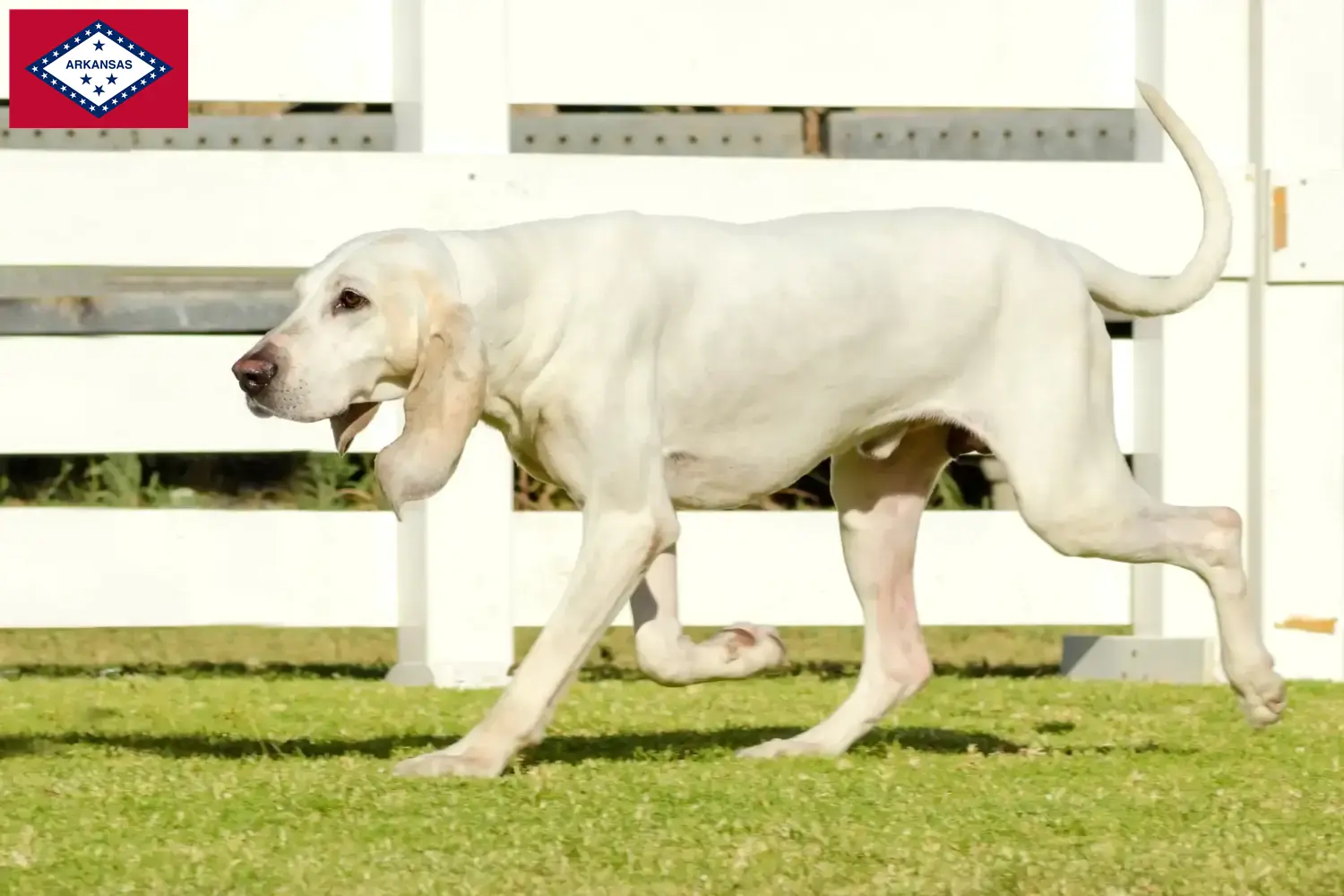 Read more about the article Porcelaine breeders and puppies in Arkansas