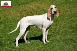 Read more about the article Porcelaine breeders and puppies in California