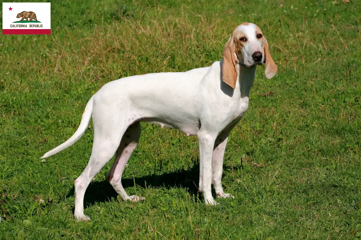 Read more about the article Porcelaine breeders and puppies in California