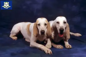 Read more about the article Porcelaine breeders and puppies in Connecticut