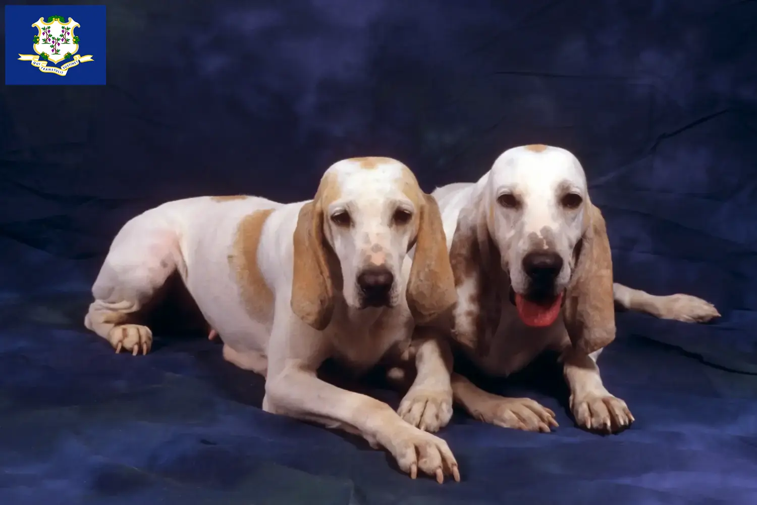 Porcelaine puppies and breeders Connecticut Here you can find Porcelaines breeders in Connecticut.