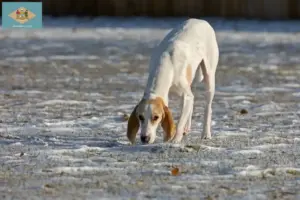 Read more about the article Porcelaine breeders and puppies in Delaware