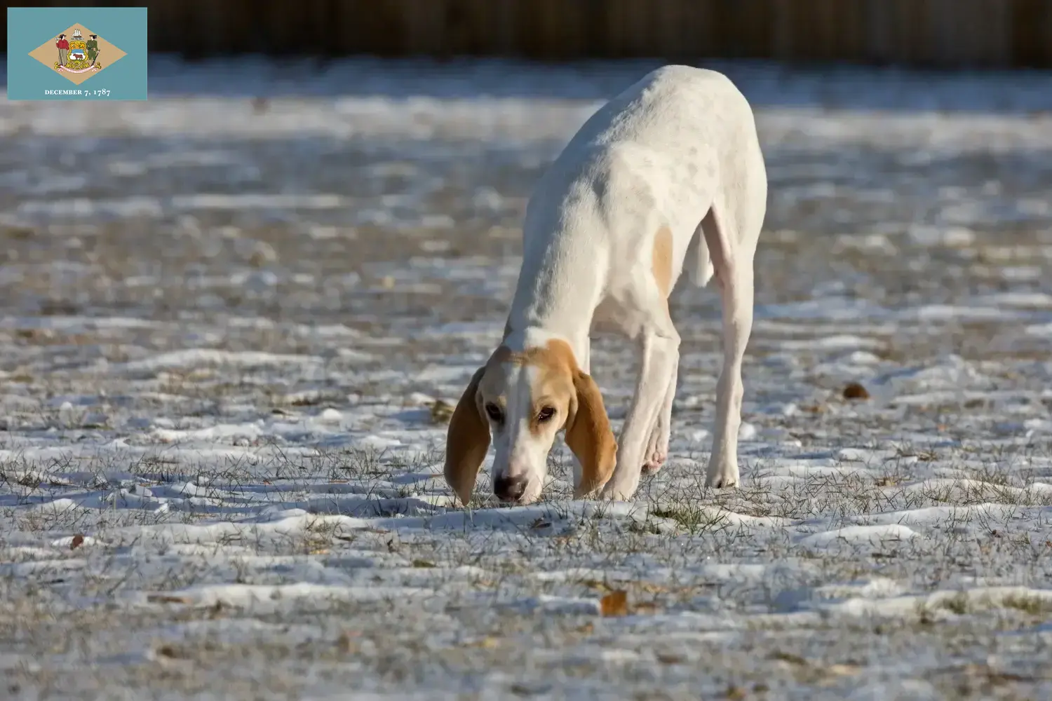 Read more about the article Porcelaine breeders and puppies in Delaware