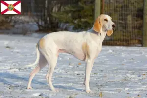 Read more about the article Porcelaine breeders and puppies in Florida