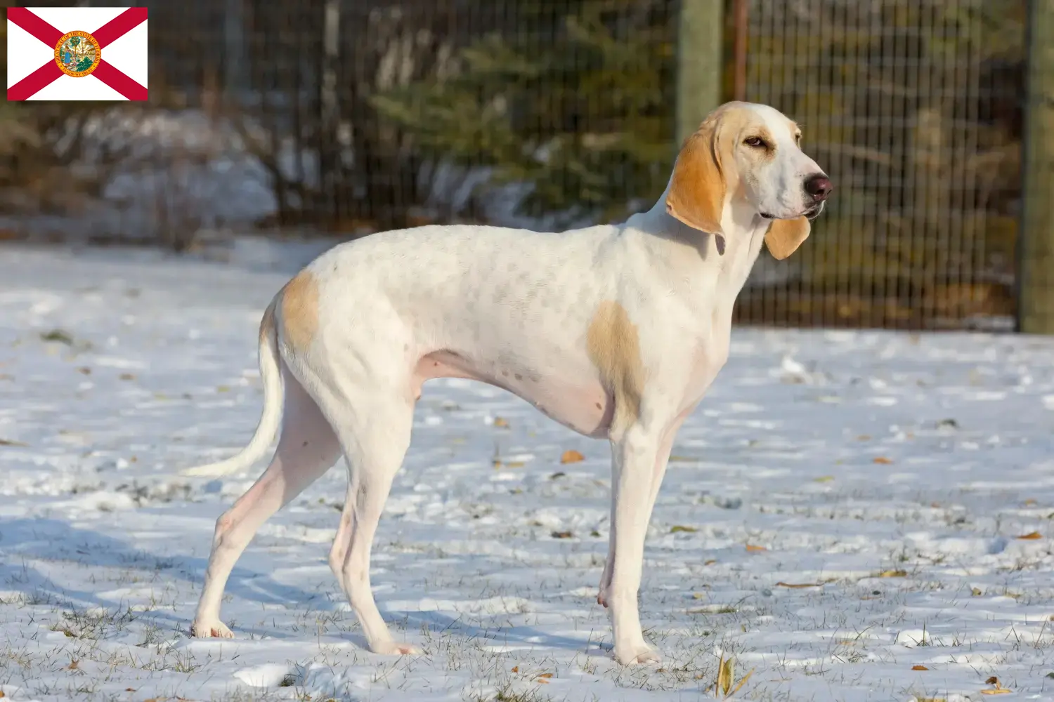 Read more about the article Porcelaine breeders and puppies in Florida