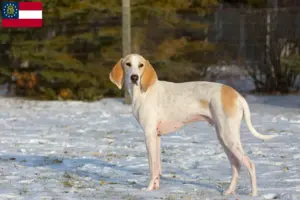 Read more about the article Porcelaine breeders and puppies in Georgia