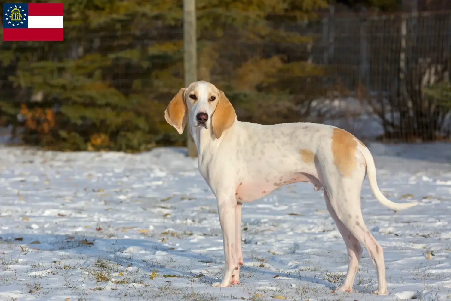 Read more about the article Porcelaine breeders and puppies in Georgia