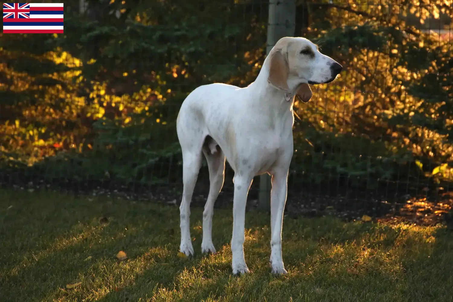 Read more about the article Porcelaine breeders and puppies in Hawaii