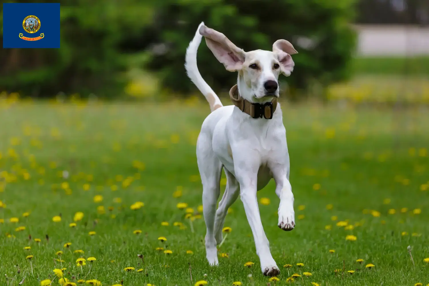Read more about the article Porcelaine breeders and puppies in Idaho