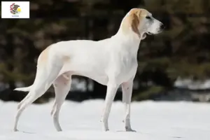 Read more about the article Porcelaine breeders and puppies in Illinois