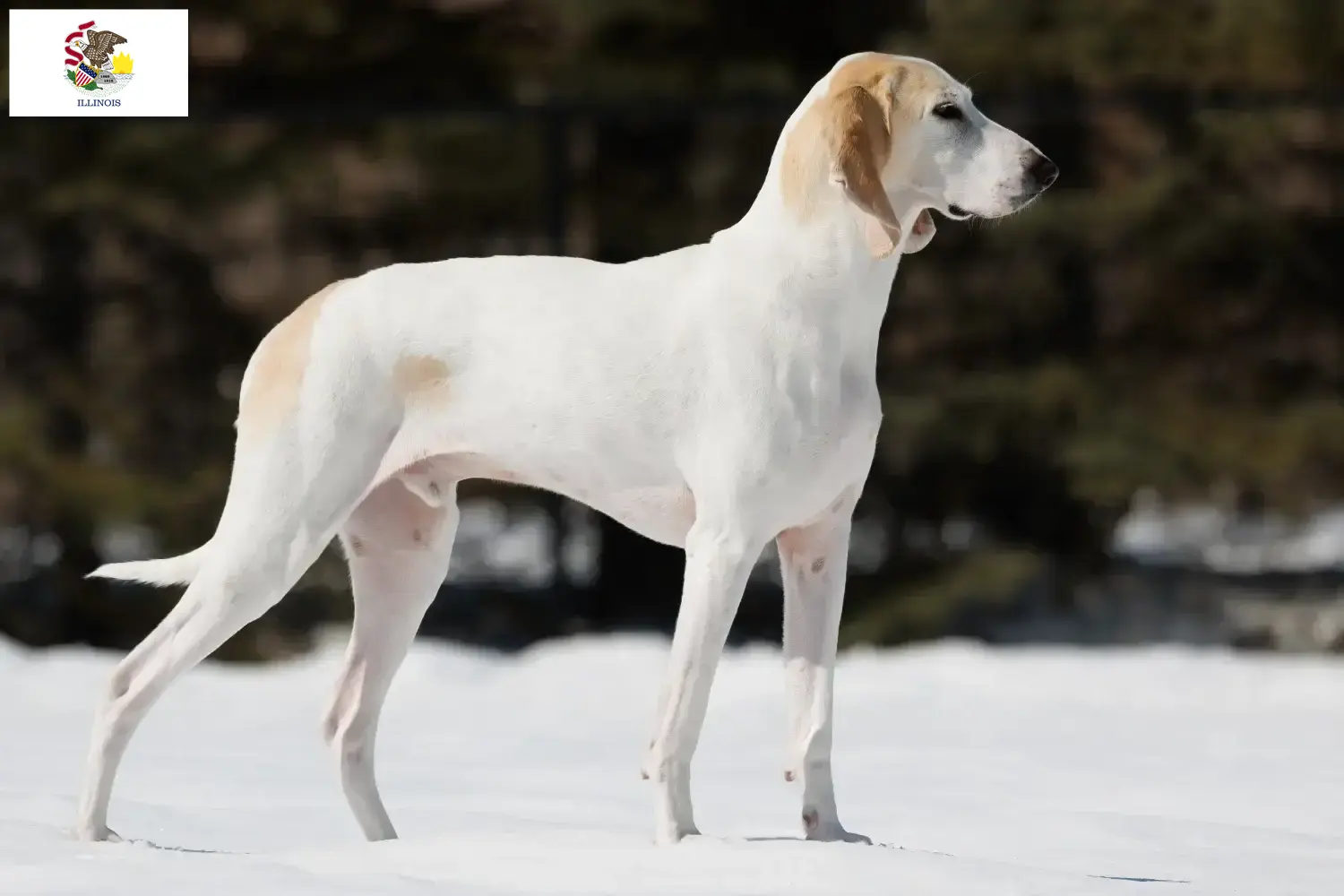 Read more about the article Porcelaine breeders and puppies in Illinois