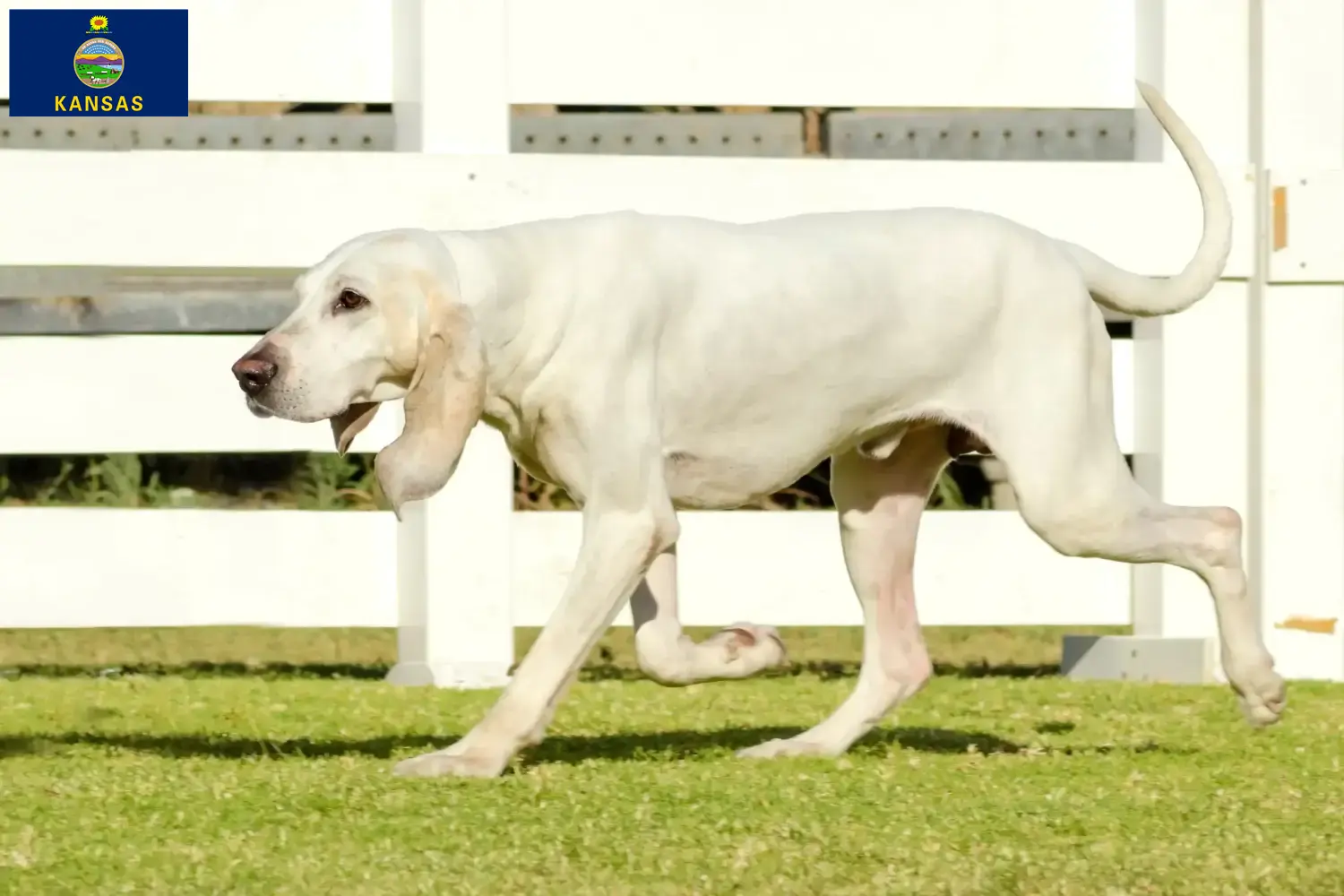 Read more about the article Porcelaine breeders and puppies in Kansas