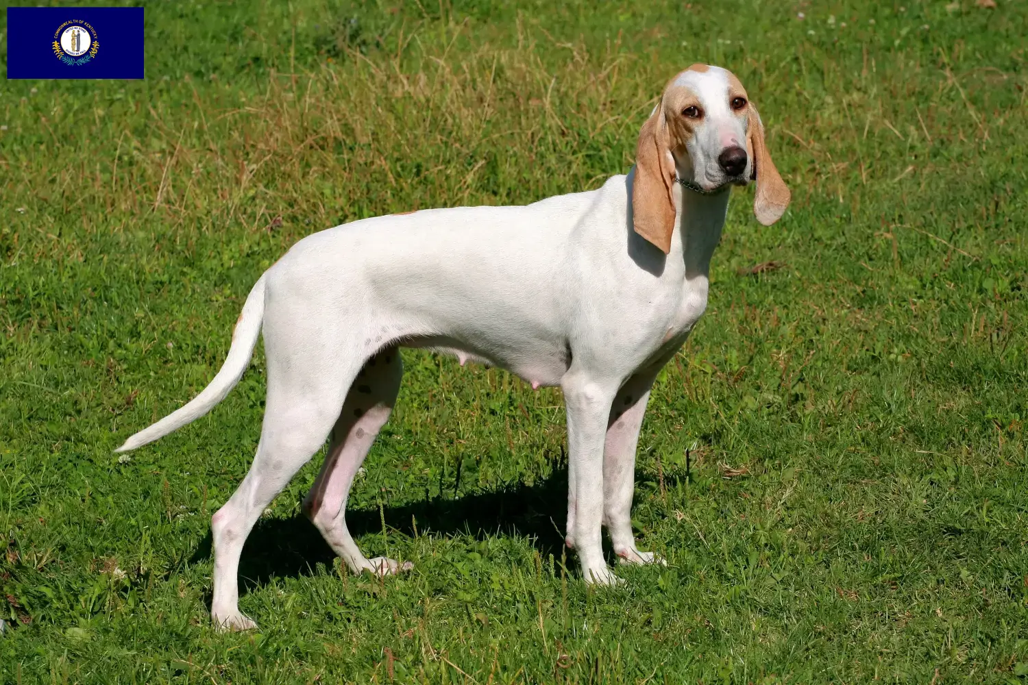 Read more about the article Porcelaine breeders and puppies in Kentucky