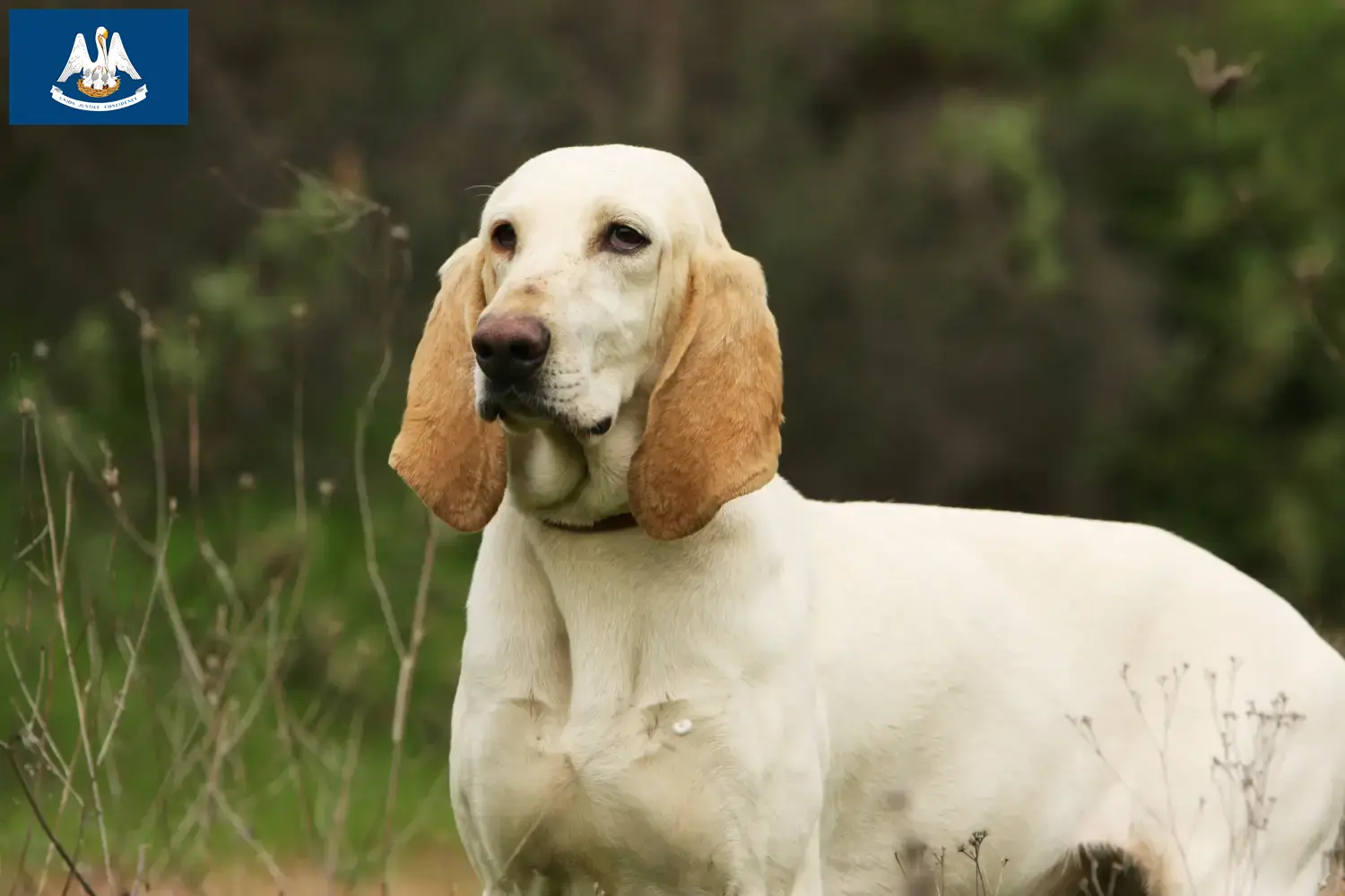 Read more about the article Porcelaine breeders and puppies in Louisiana