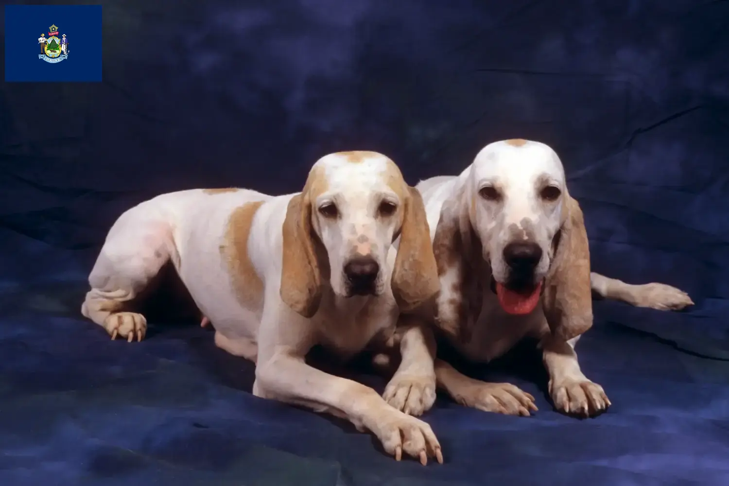 Read more about the article Porcelaine breeders and puppies in Maine