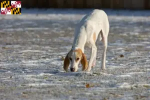 Read more about the article Porcelaine breeders and puppies in Maryland