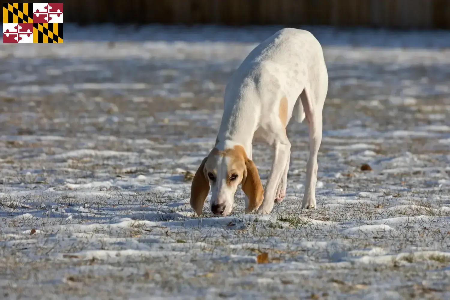 Read more about the article Porcelaine breeders and puppies in Maryland