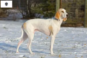 Read more about the article Porcelaine breeders and puppies in Massachusetts
