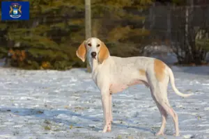 Read more about the article Porcelaine breeders and puppies in Michigan