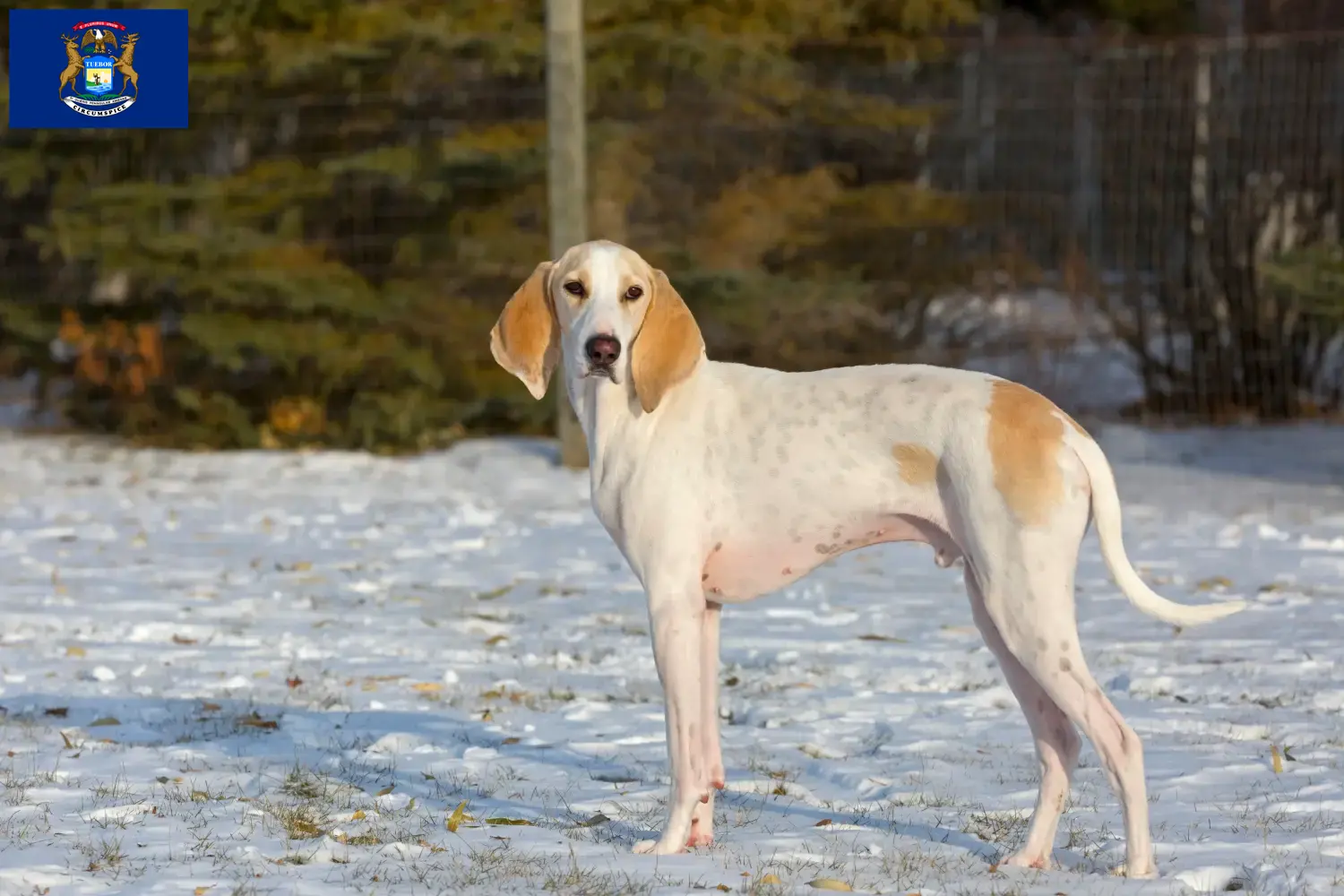 Read more about the article Porcelaine breeders and puppies in Michigan