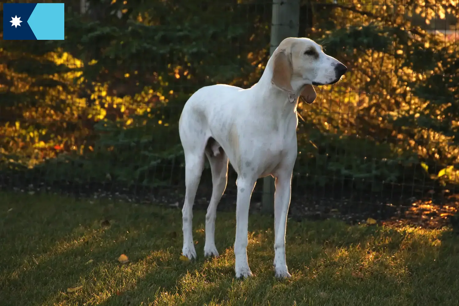 Read more about the article Porcelaine breeders and puppies in Minnesota