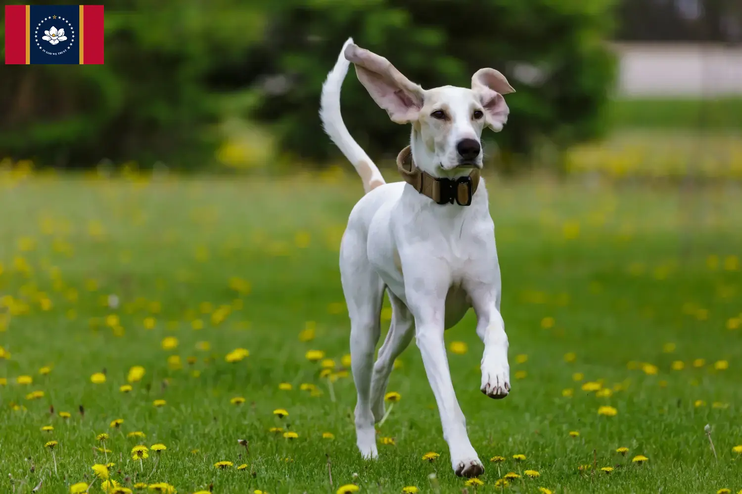 Read more about the article Porcelaine breeders and puppies in Mississippi