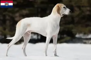 Read more about the article Porcelaine breeders and puppies in Missouri