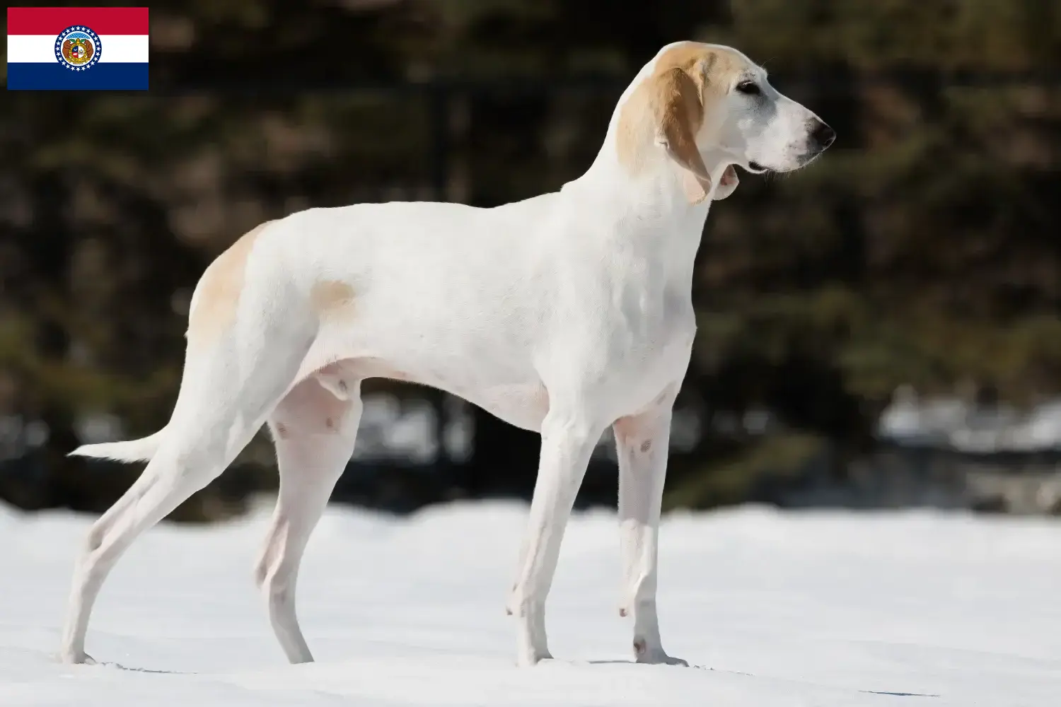 Read more about the article Porcelaine breeders and puppies in Missouri