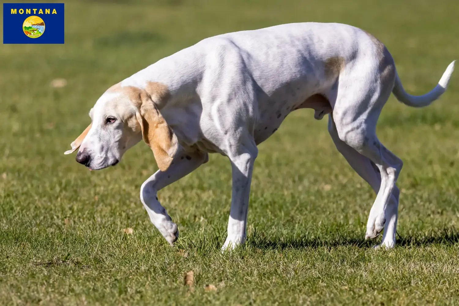 Read more about the article Porcelaine breeders and puppies in Montana