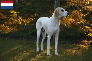 Read more about the article Porcelaine breeders and puppies in the Netherlands