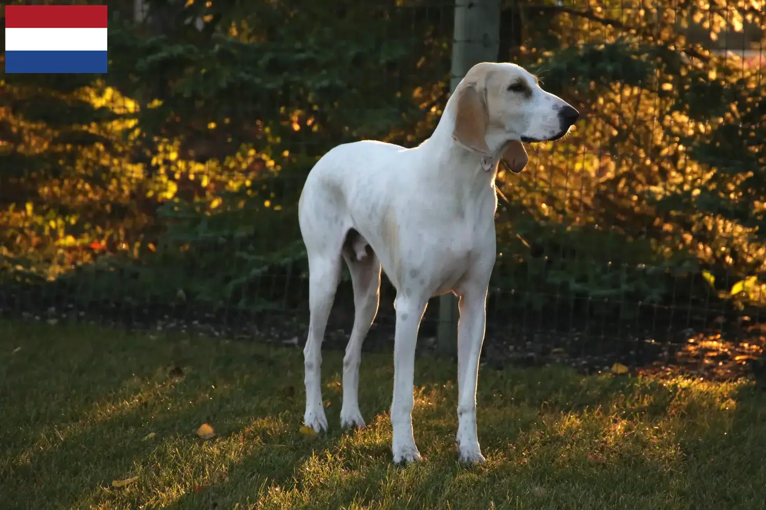 Read more about the article Porcelaine breeders and puppies in the Netherlands