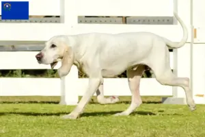 Read more about the article Porcelaine breeders and puppies in Nevada