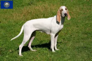 Read more about the article Porcelaine breeders and puppies in New Hampshire