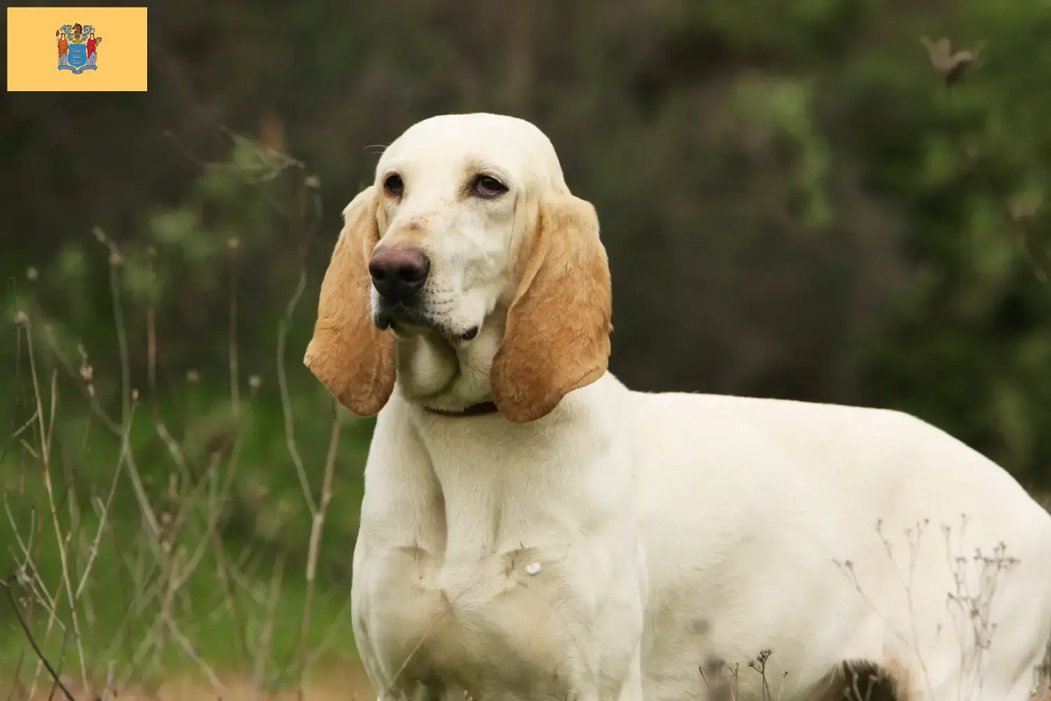 Porcelaine puppies and breeders New Jersey Here you can find Porcelaines breeders in New Jersey.