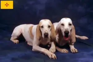 Read more about the article Porcelaine breeders and puppies in New Mexico