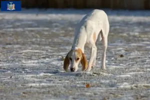 Read more about the article Porcelaine breeders and puppies in New York