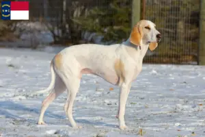 Read more about the article Porcelaine breeders and puppies in North Carolina