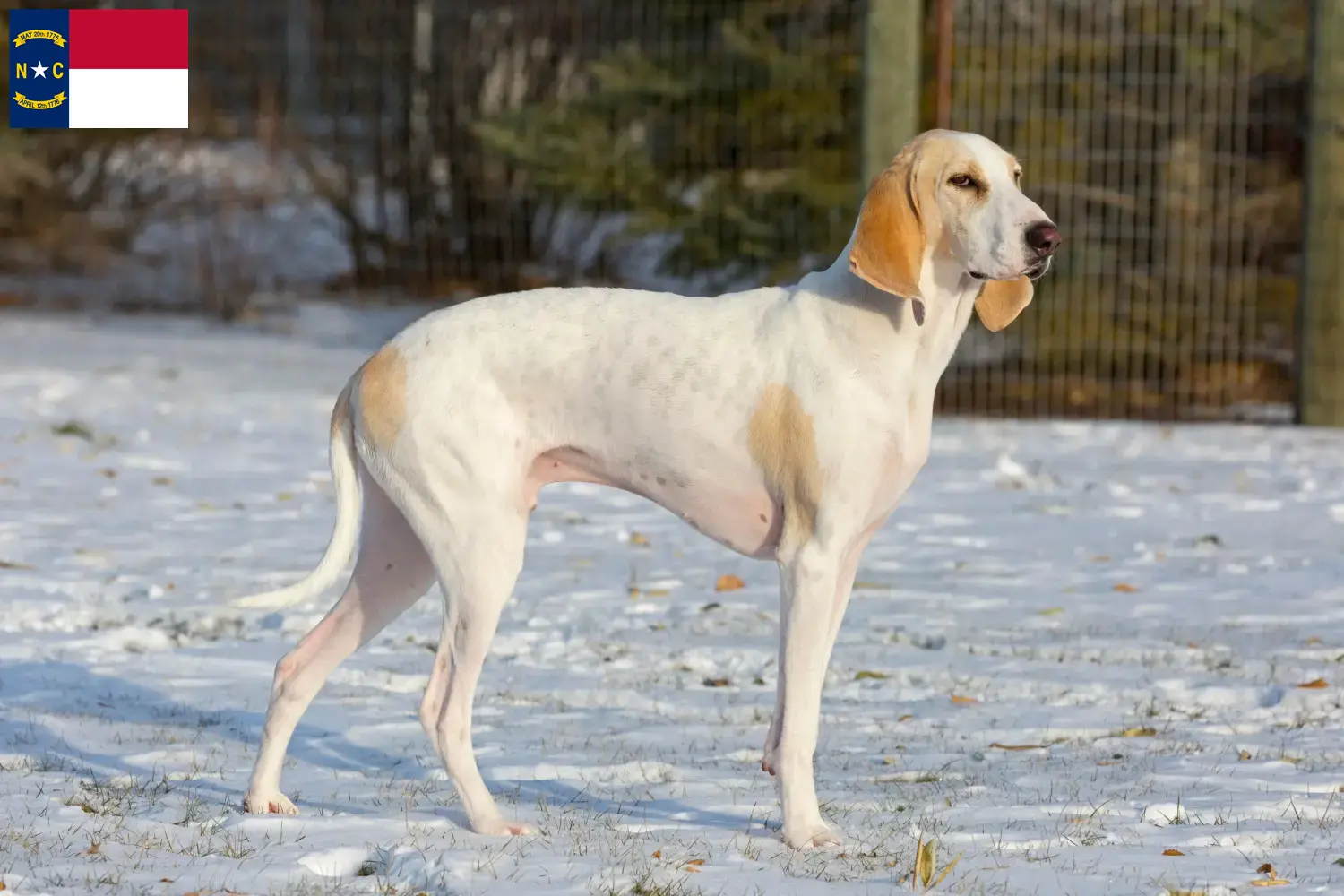 Porcelaine puppies and breeders North Carolina Here you can find Porcelaines breeders in North Carolina.