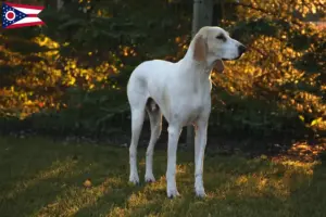 Read more about the article Porcelaine breeders and puppies in Ohio