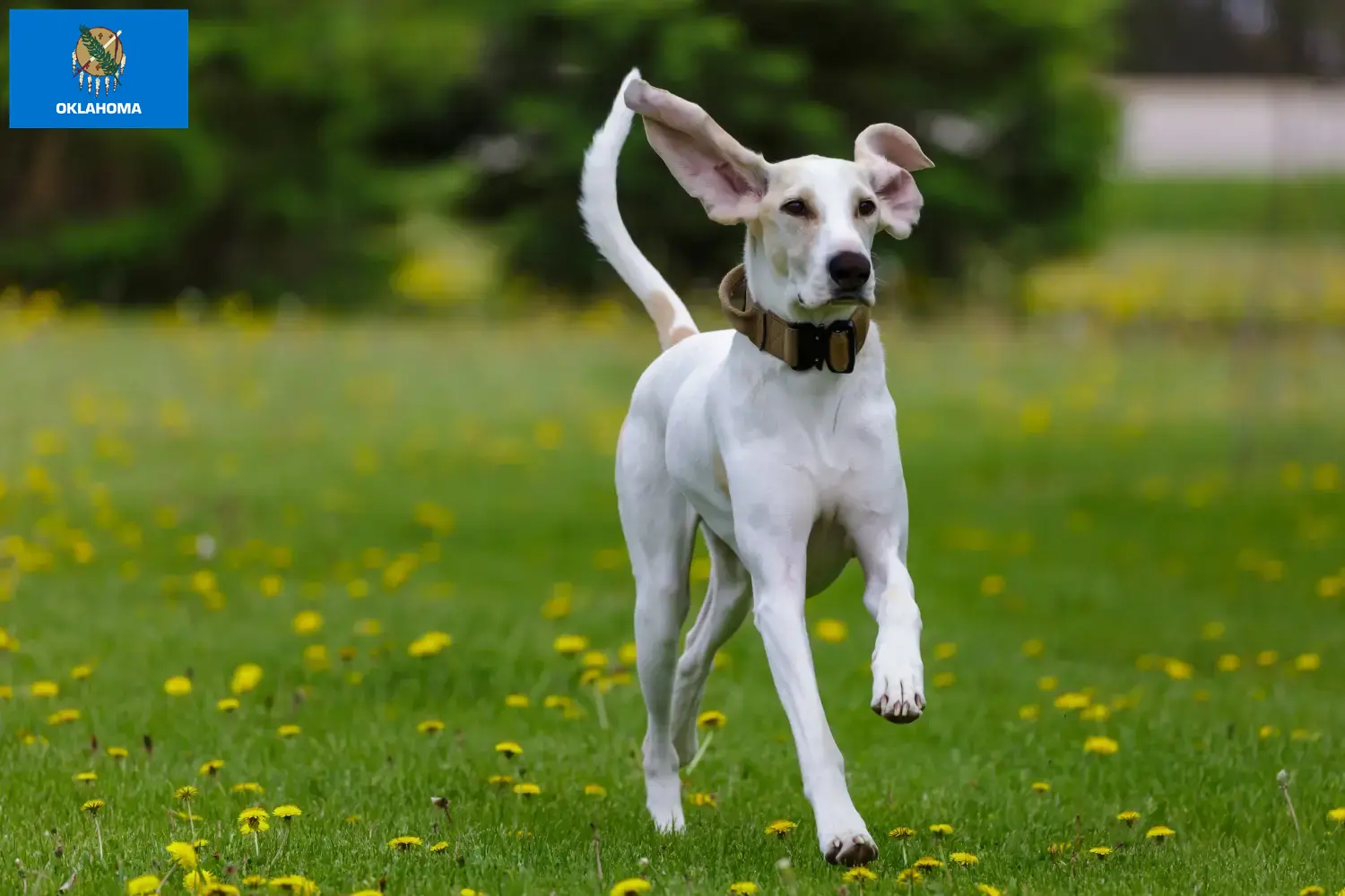 Porcelaine puppies and breeders Oklahoma Here you can find Porcelaines breeders in Oklahoma.