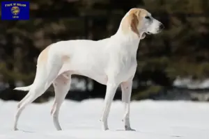 Read more about the article Porcelaine breeders and puppies in Oregon
