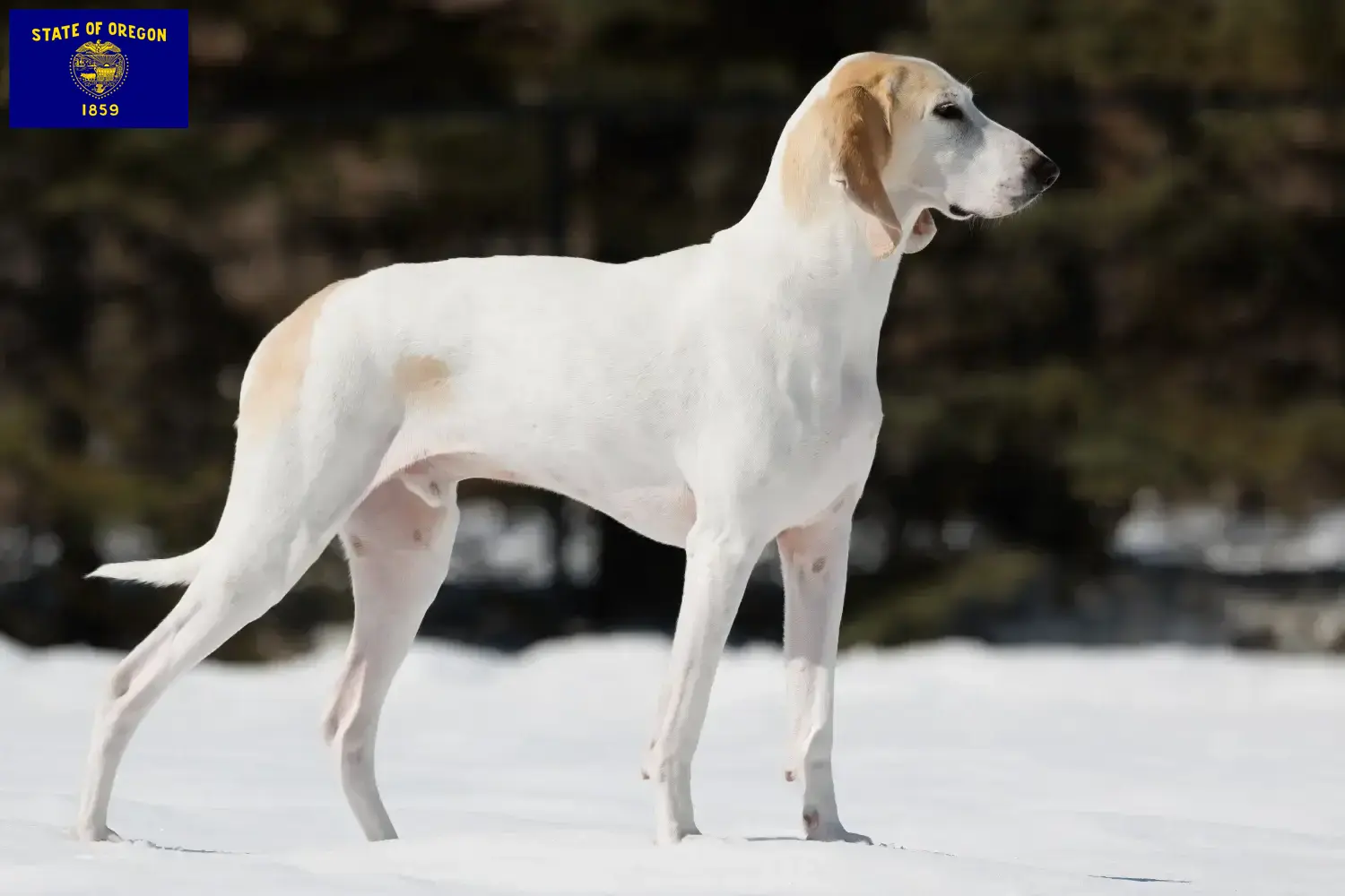 Porcelaine puppies and breeders Oregon Here you can find Porcelaines breeders in Oregon.