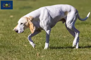 Read more about the article Porcelaine breeders and puppies in Pennsylvania