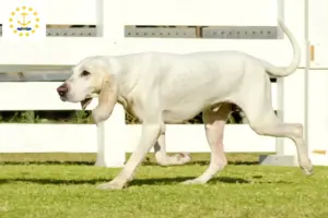 Read more about the article Porcelaine breeders and puppies in Rhode Island
