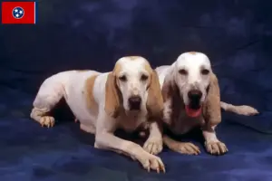 Read more about the article Porcelaine breeders and puppies in Tennessee