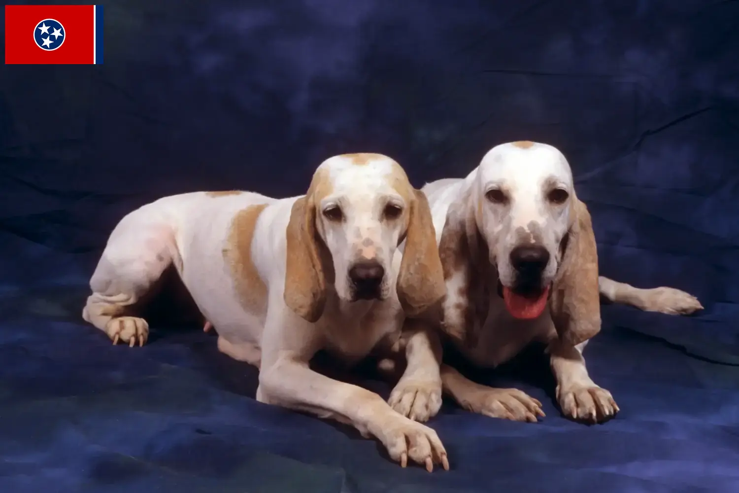Porcelaine puppies and breeders Tennessee Here you can find Porcelaines breeders in Tennessee.