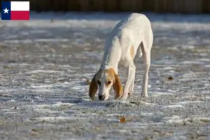Read more about the article Porcelaine breeders and puppies in Texas