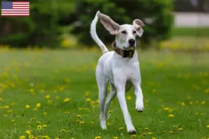 Read more about the article Porcelaine breeders and puppies in the USA